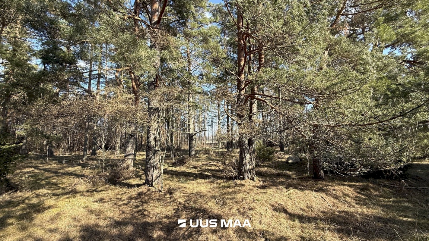 Saaremaa vald, Laugu küla, Kaste