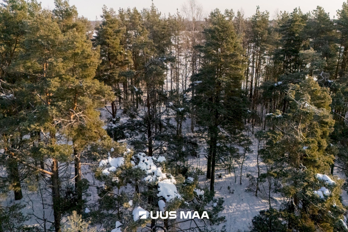 Saaremaa vald, Laugu küla, Kaste