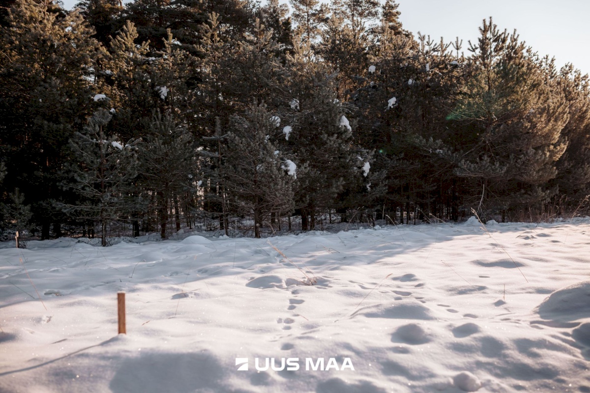 Saaremaa vald, Laugu küla, Kaste