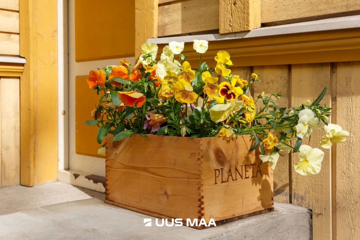 Tallinn, Põhja-Tallinna linnaosa, Pelgulinna, Õle 19/1