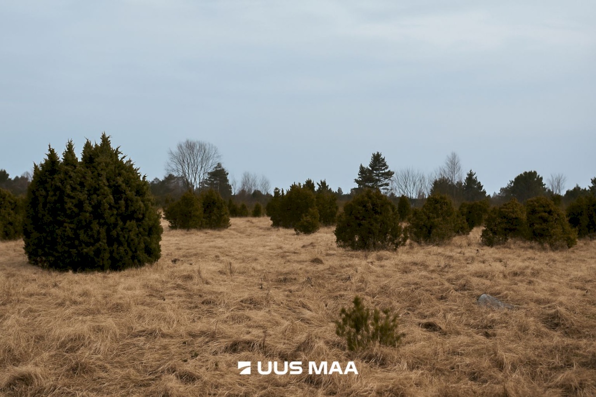 Lääneranna vald, Saulepi küla