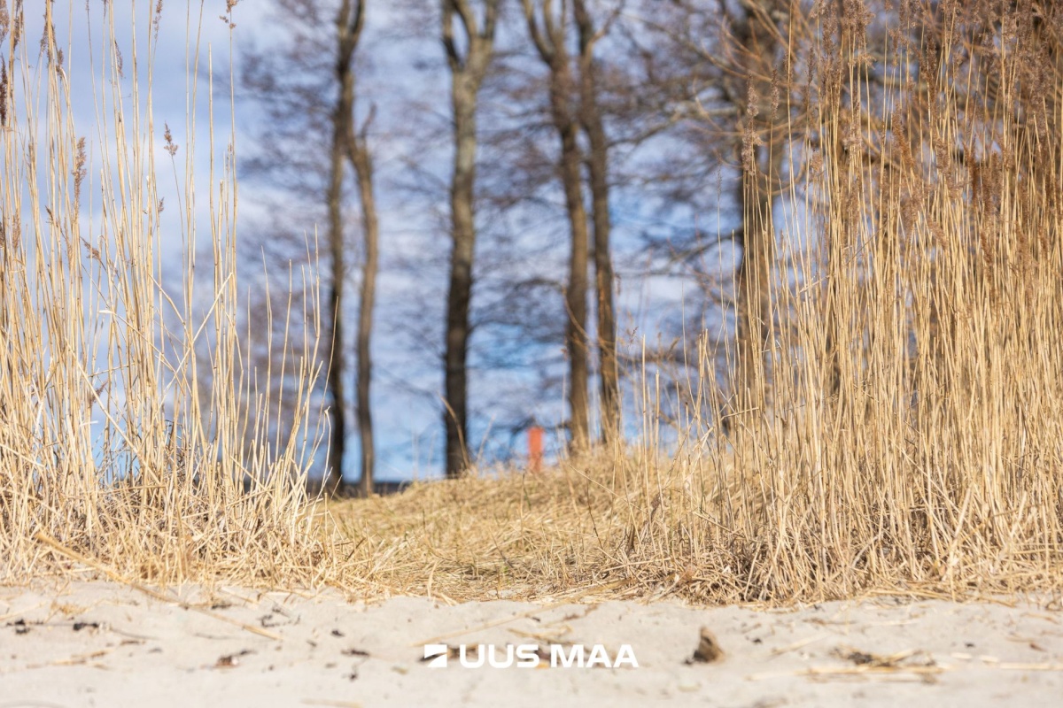 Viimsi vald, Haabneeme alevik, Vahtra tee