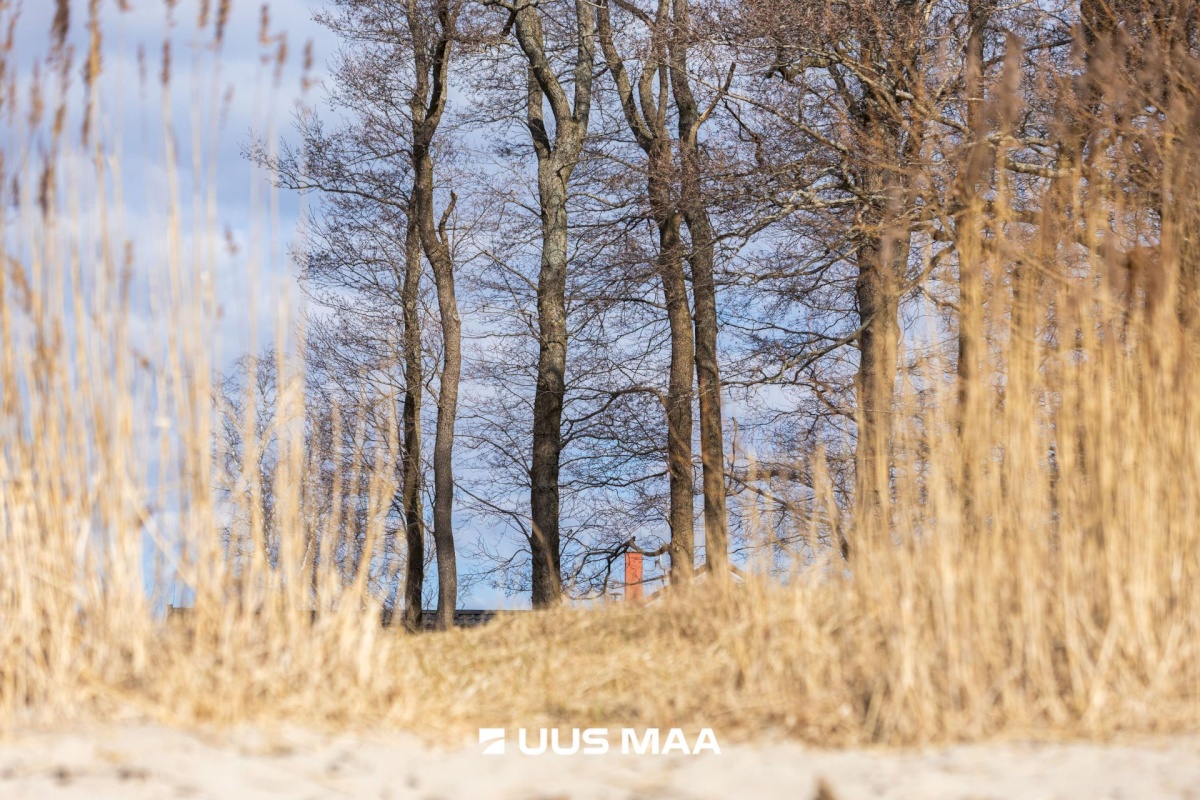 Viimsi vald, Haabneeme alevik, Vahtra tee