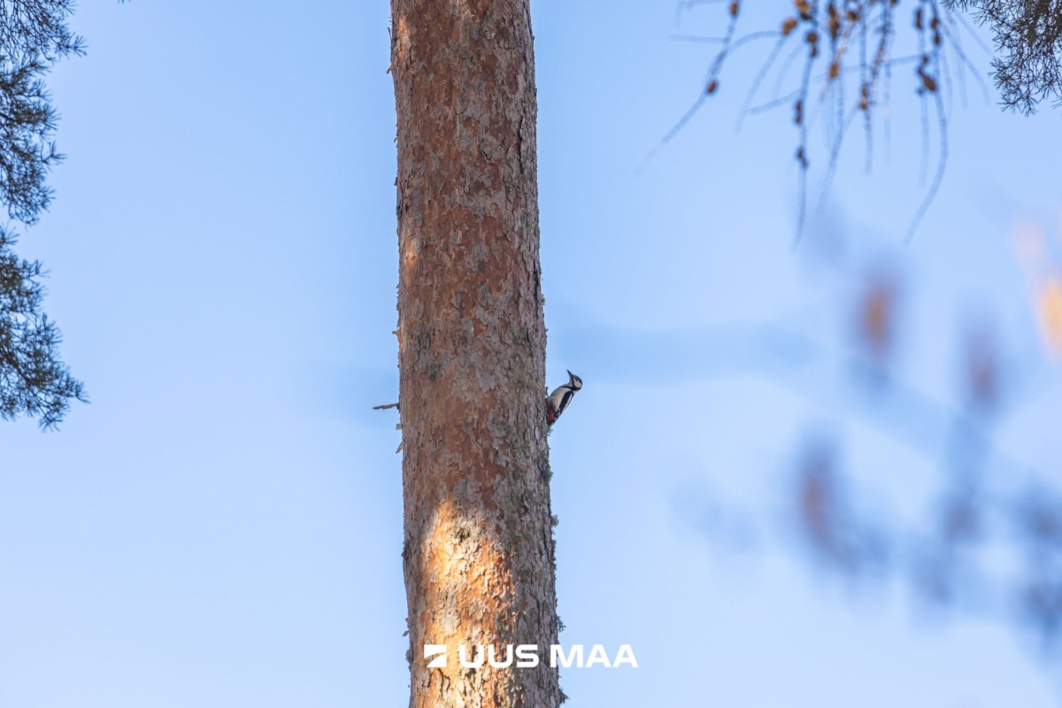 Raasiku vald, Aruküla alevik, Piiri tn 14