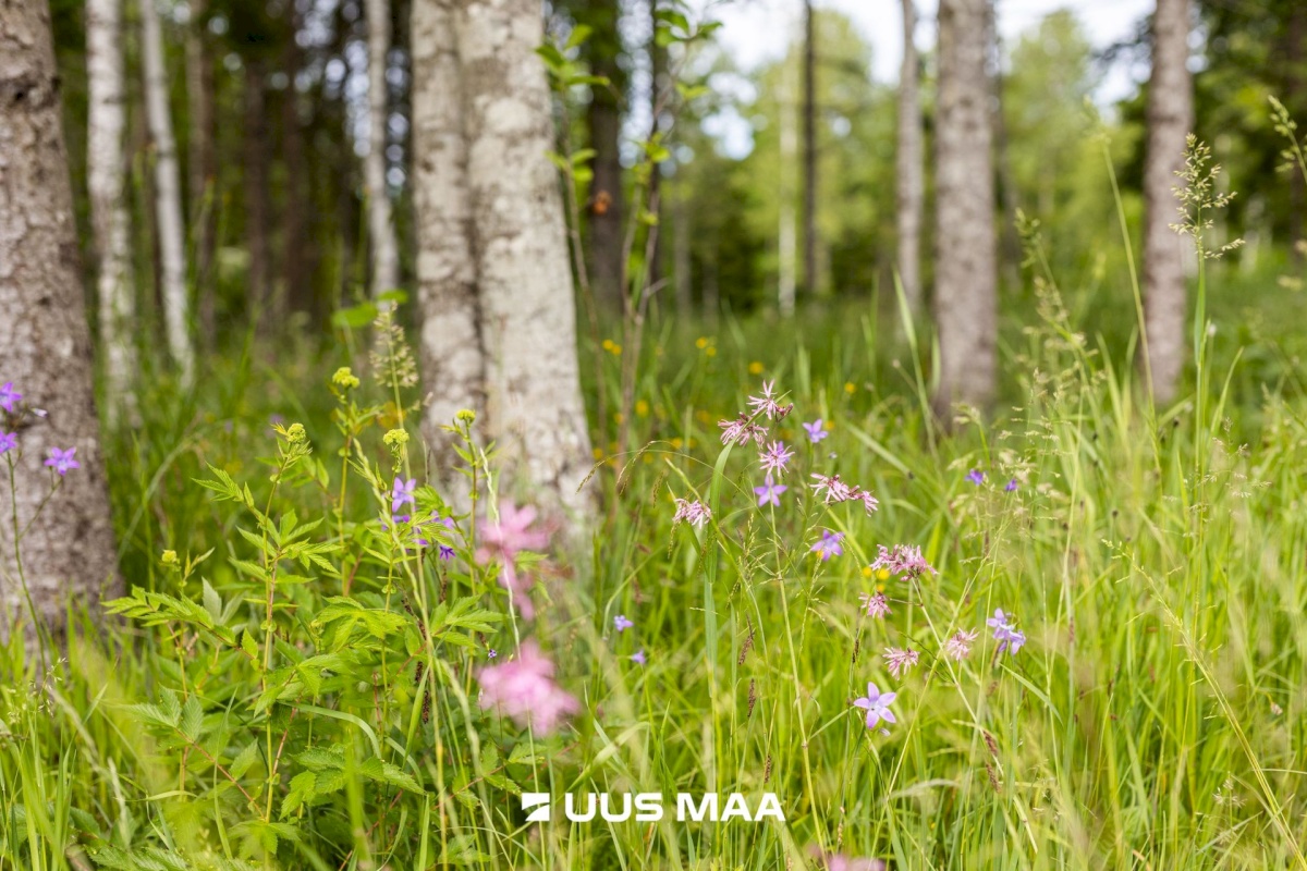 Lääne-Harju vald, Niitvälja küla, Ennuheigi