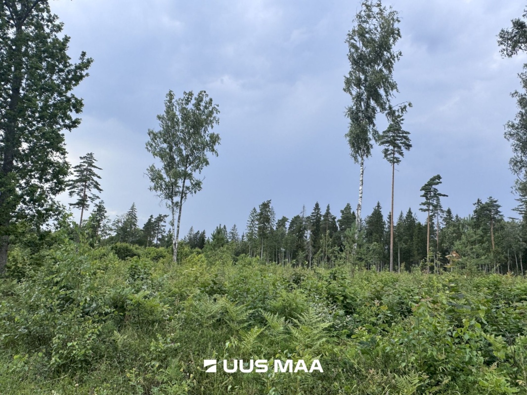 Kohila vald, Mälivere küla, Redu tee Hundimetsa
