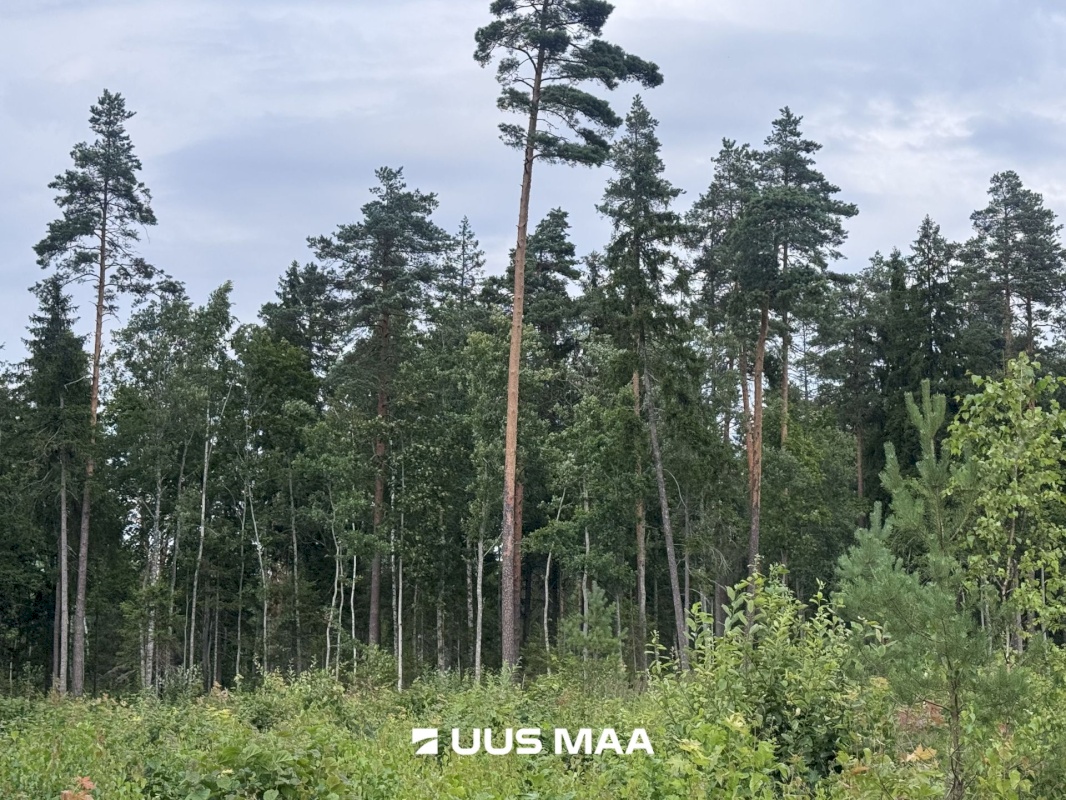 Kohila vald, Mälivere küla, Redu tee Karumetsa