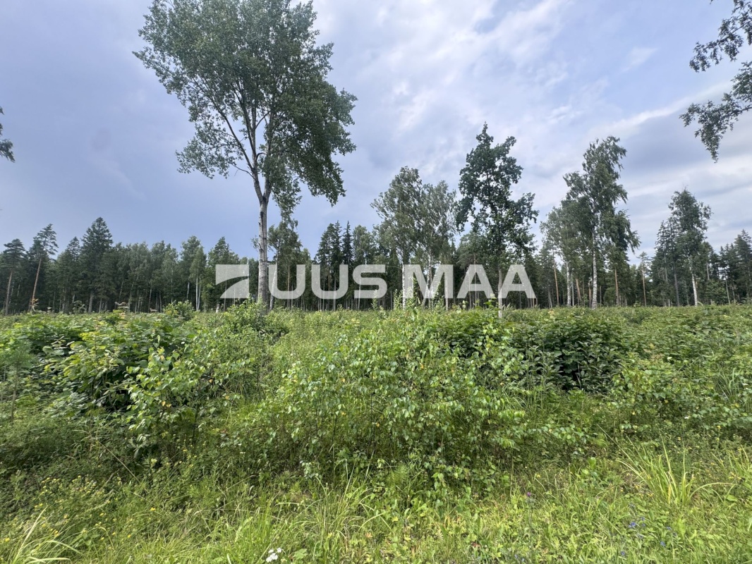 Kohila vald, Mälivere küla, Redu tee Sipelgametsa