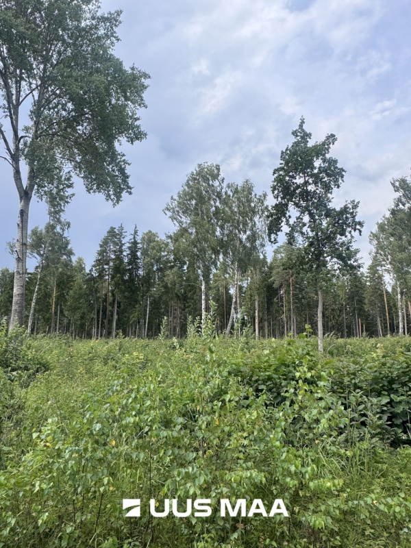 Kohila vald, Mälivere küla, Redu tee Sipelgametsa