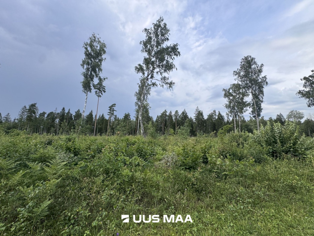 Kohila vald, Mälivere küla, Redu tee Sipelgametsa