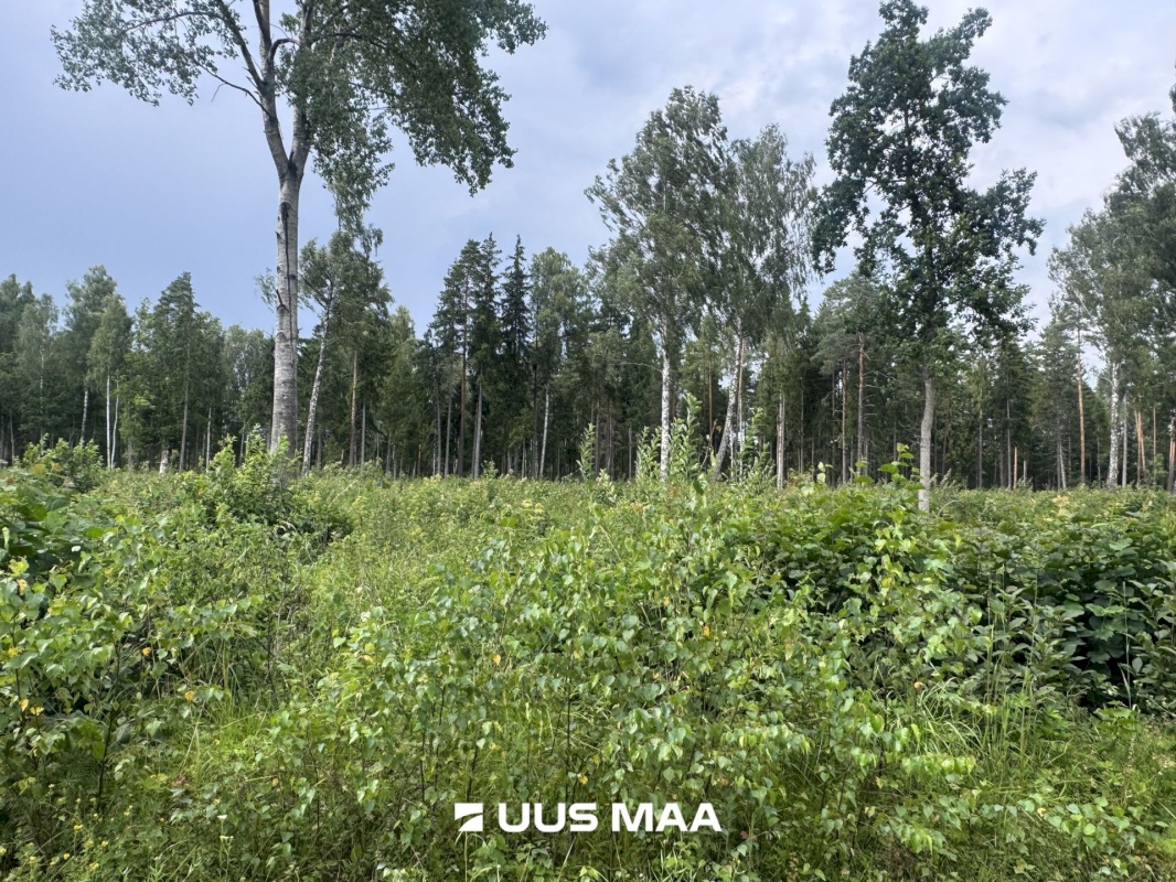 Kohila vald, Mälivere küla, Redu tee Sipelgametsa