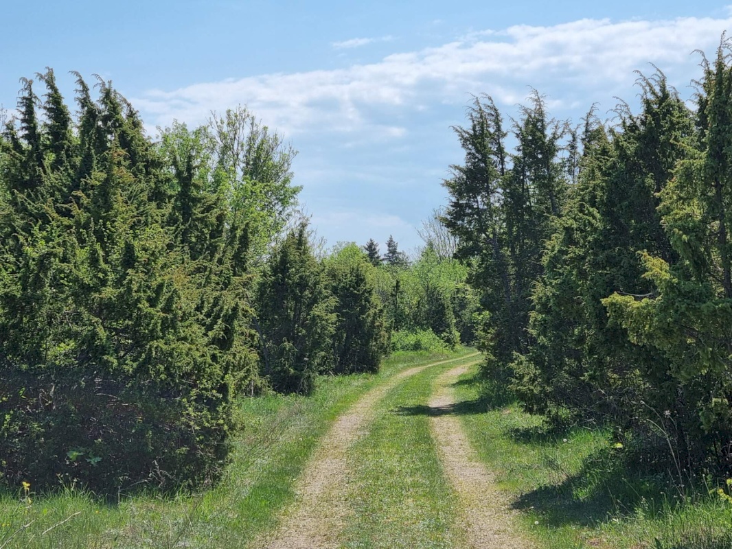 Saaremaa vald, Kargi küla, Nigu ja Niguvälja kinnistu