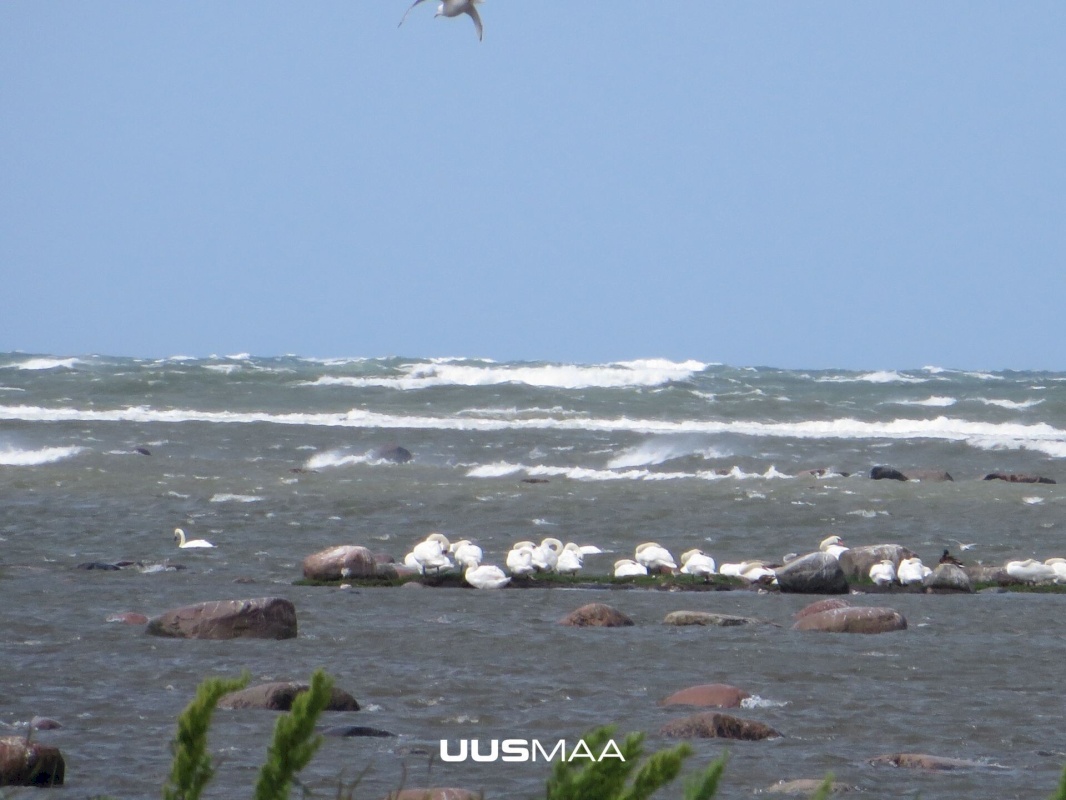 Saaremaa vald, Kargi küla, Nigu ja Niguvälja kinnistu