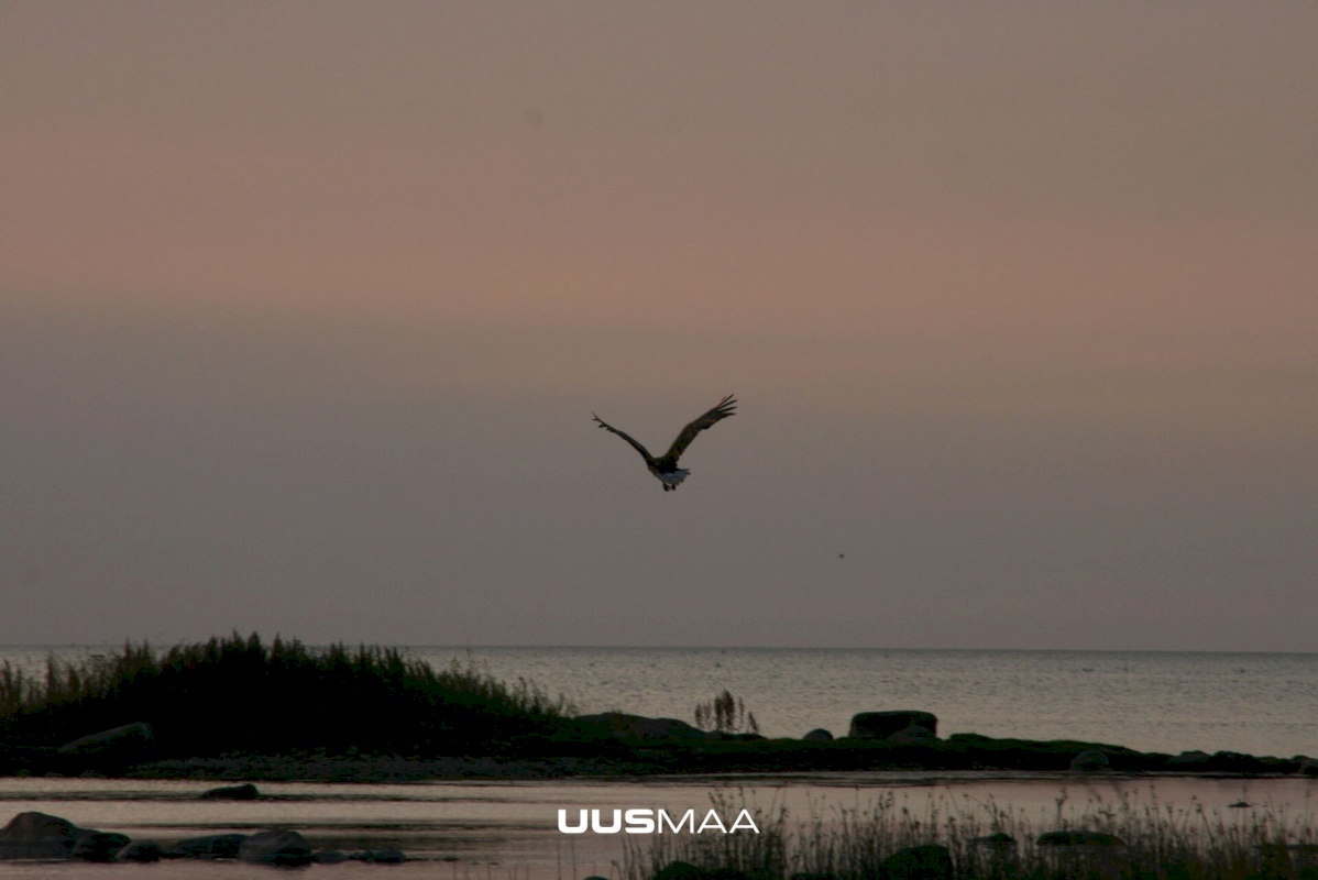 Saaremaa vald, Kargi küla, Nigu ja Niguvälja kinnistu