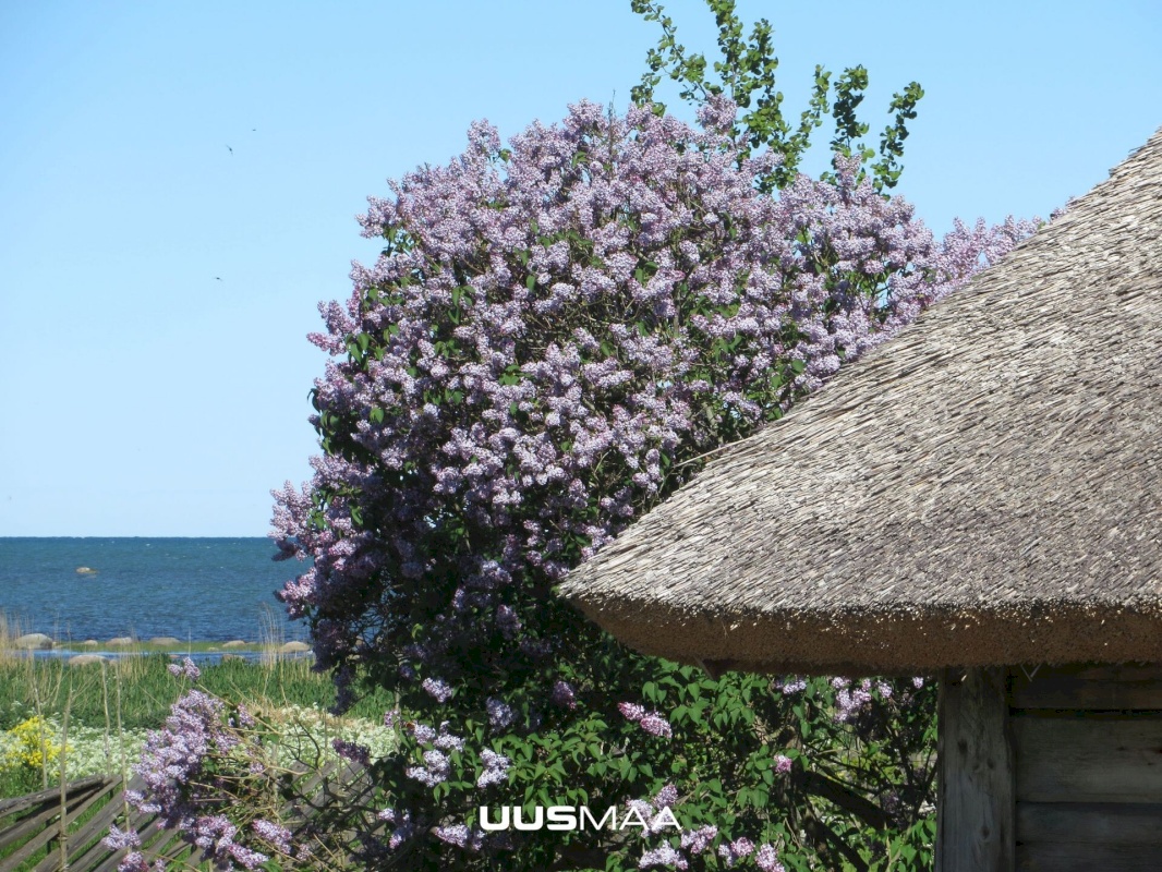 Saaremaa vald, Kargi küla, Nigu ja Niguvälja kinnistu