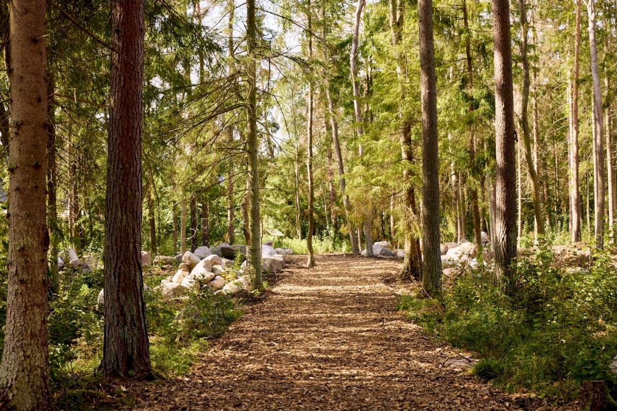 Viimsi vald, Pringi küla, Metsvaarika tee 1