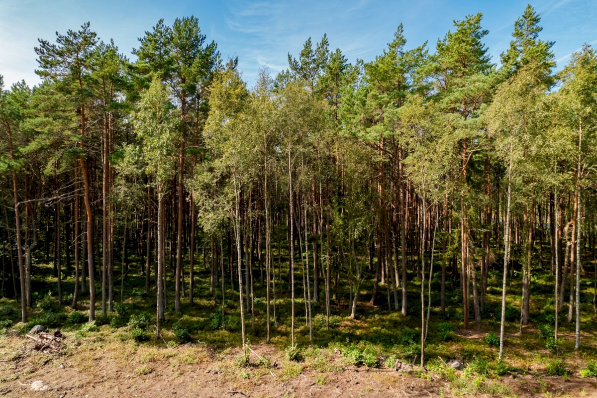 Viimsi vald, Pringi küla, Metsvaarika tee 1