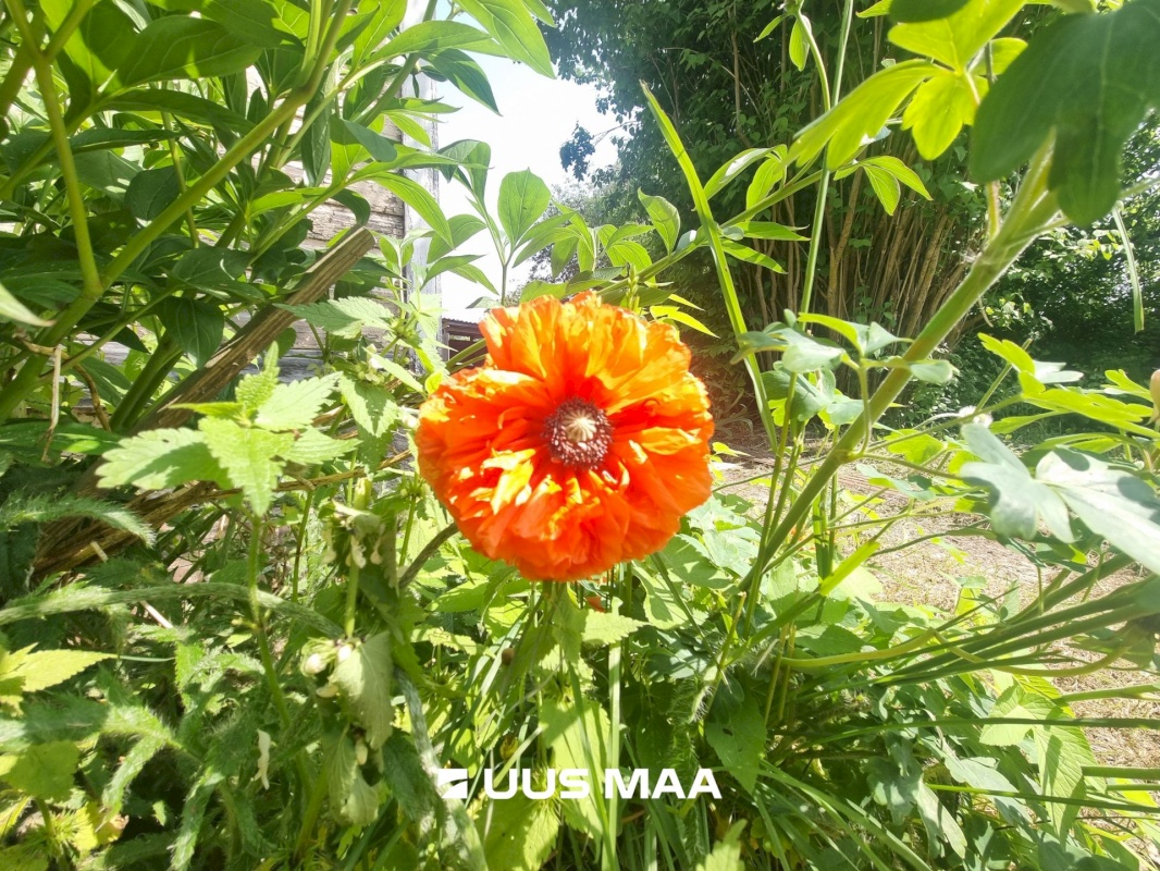 Viru-Nigula vald, Kunda linn, Aia tn 6