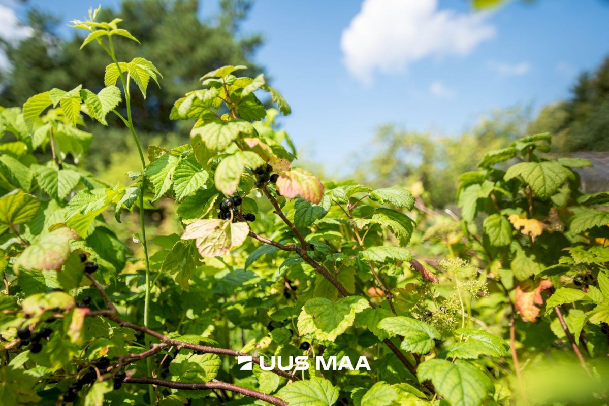 Tallinn, Pirita linnaosa, Mähe, Maikellukese 21