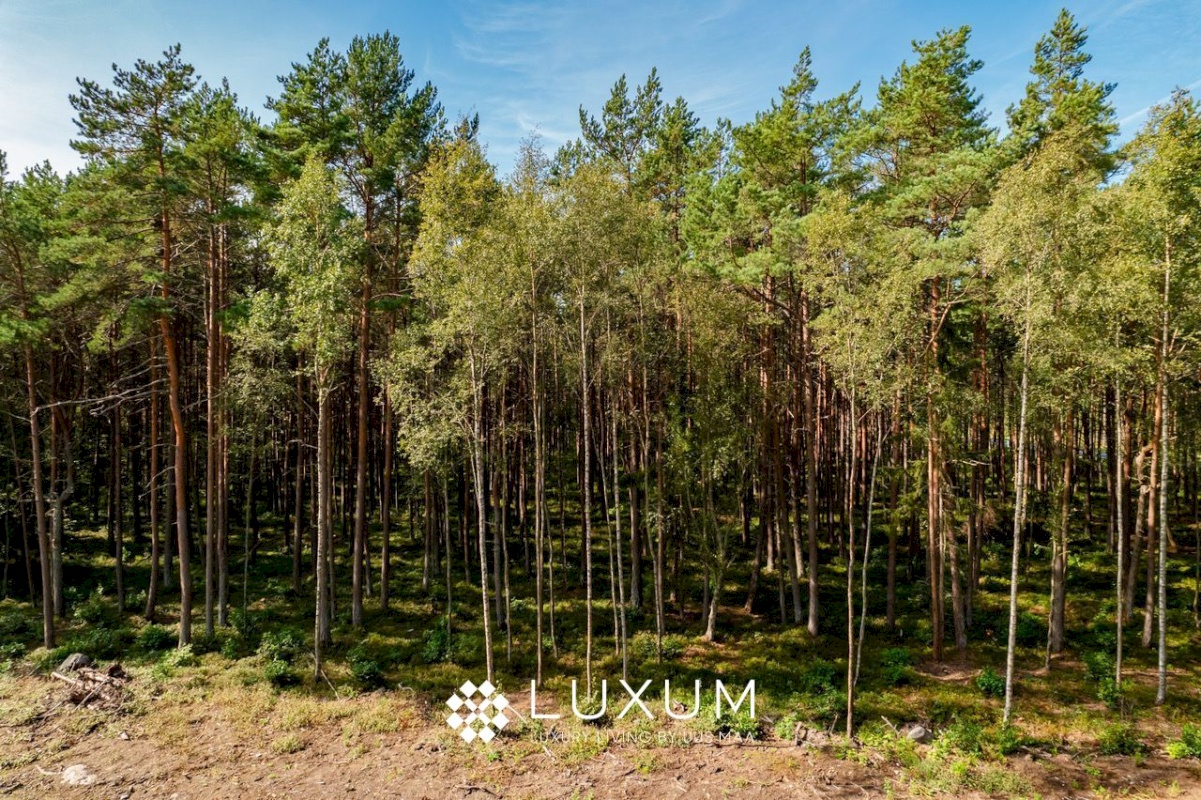 Viimsi vald, Pringi küla, Metsmaasika tee 4