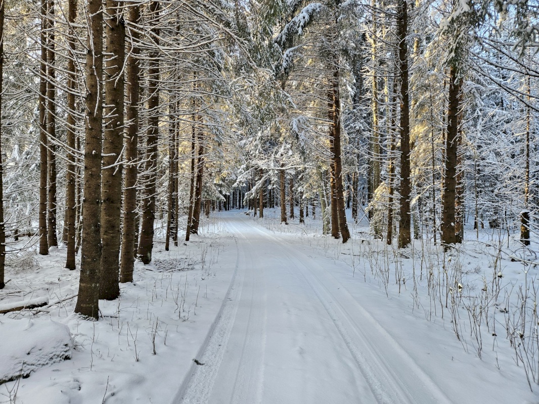 Haljala vald, Lauli küla, Vaarika