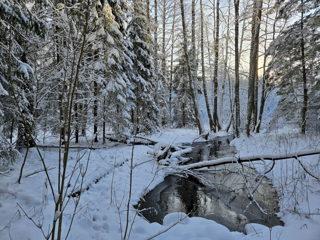 Haljala vald, Lauli küla, Vaarika