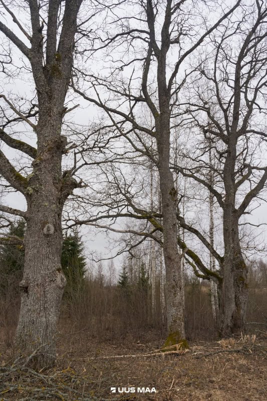 Otepää vald, Kaurutootsi küla, Kellalasu