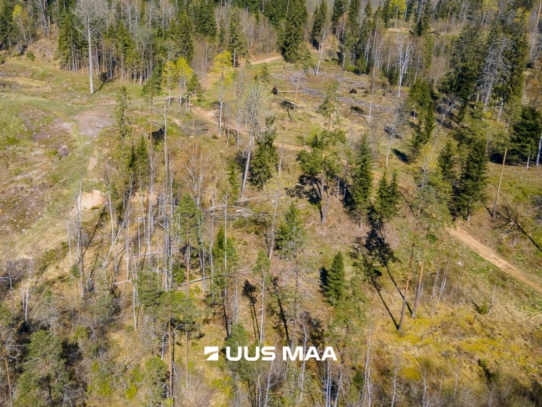Otepää vald, Kaurutootsi küla, Lõuna-Piirindumäe