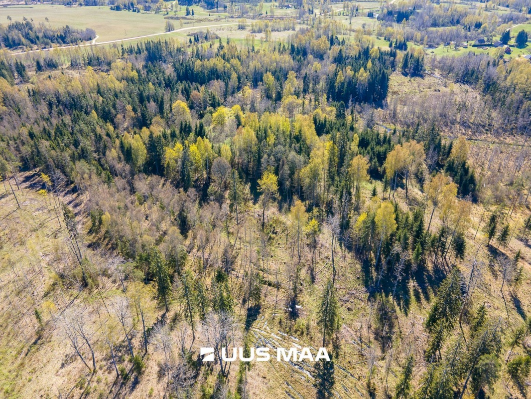 Otepää vald, Kaurutootsi küla, Oja-Piirindumäe
