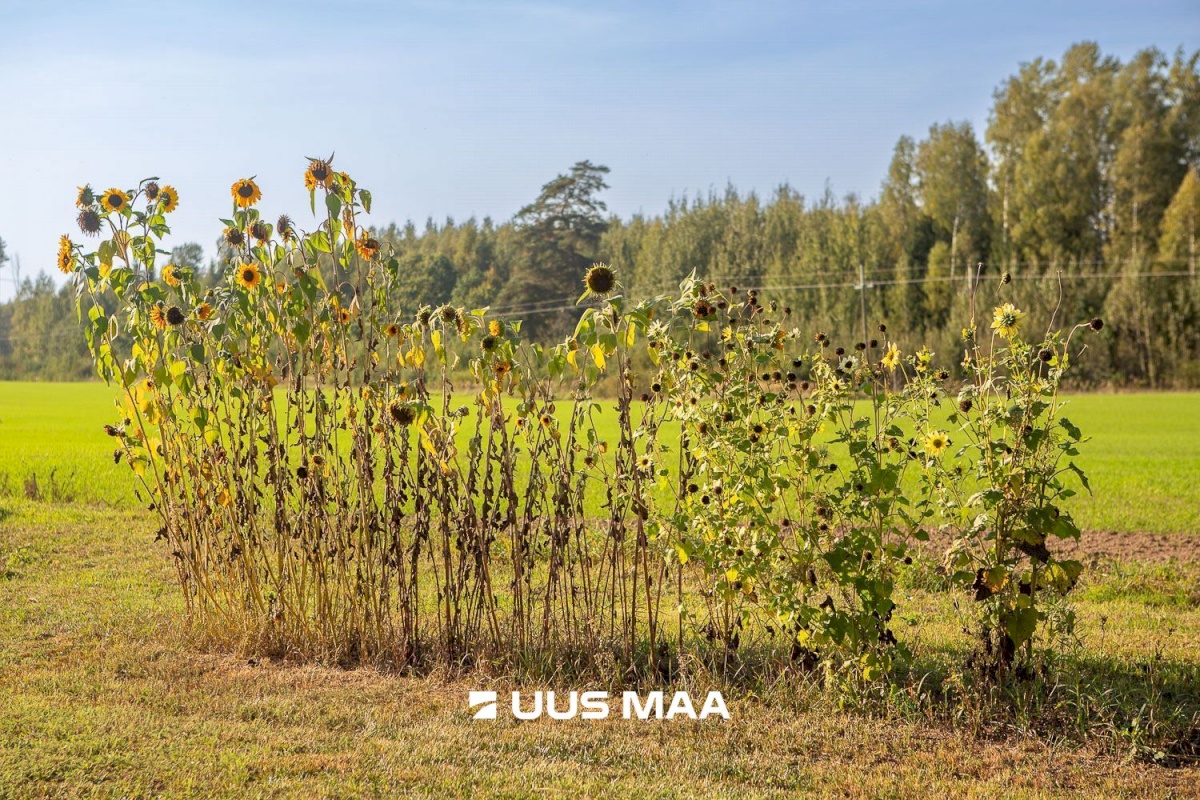 Võru vald, Puusepa küla, Oja