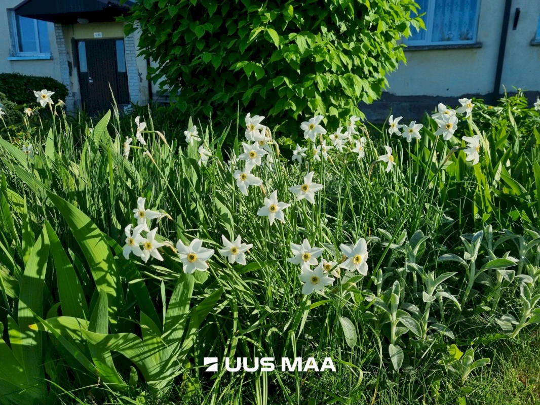 Viru-Nigula vald, Kunda linn, Mäe 13