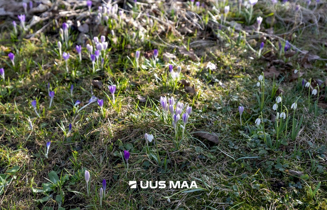 Kohila vald, Aespa alevik, Lepatriinu 32