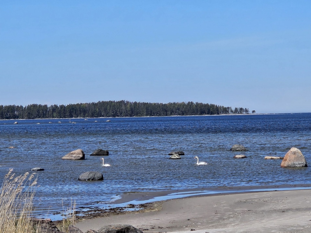 Haljala vald, Pihlaspea küla, Ranna