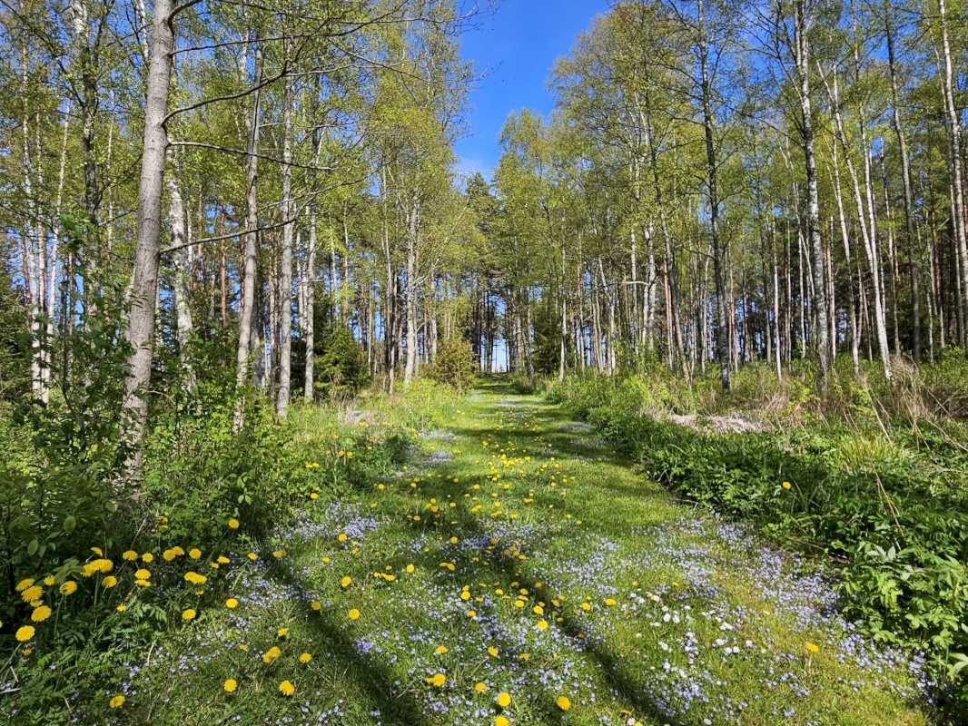 Haljala vald, Pihlaspea küla, Ranna