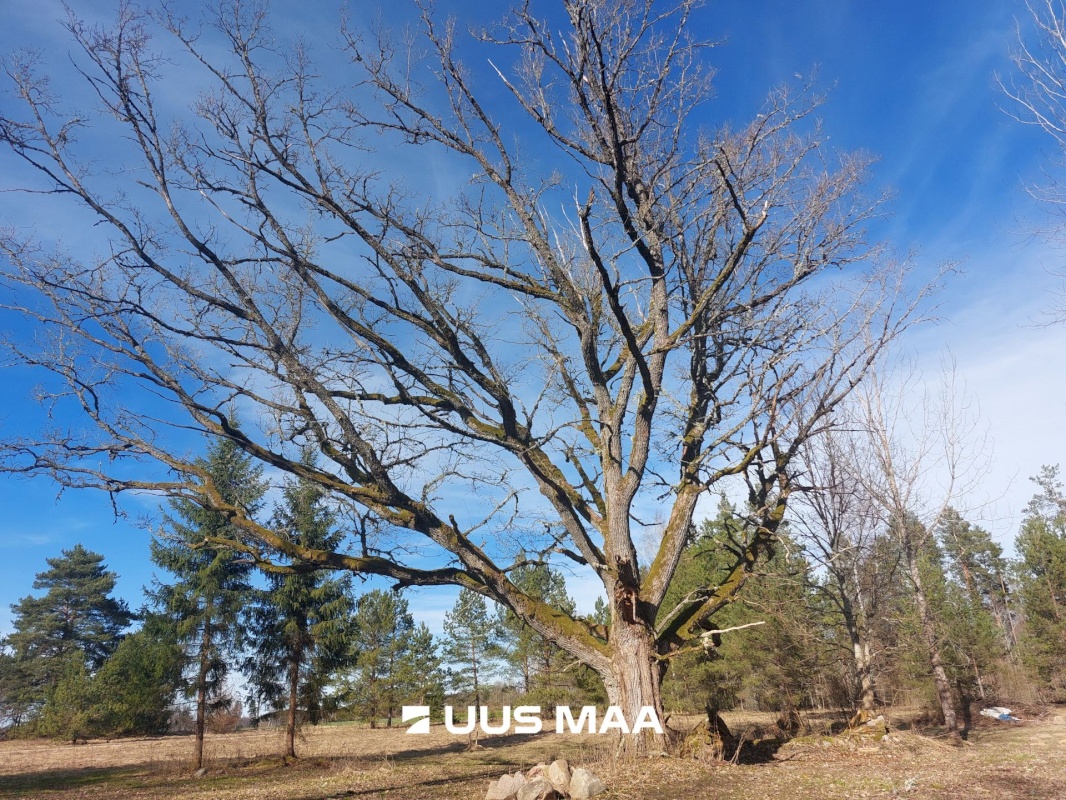 Mulgi vald, Vana-Kariste küla, Pätsikingu