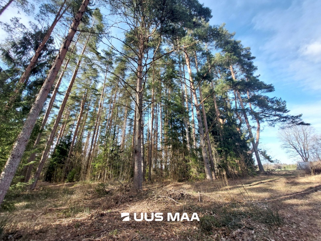 Mulgi vald, Vana-Kariste küla, Pätsikingu
