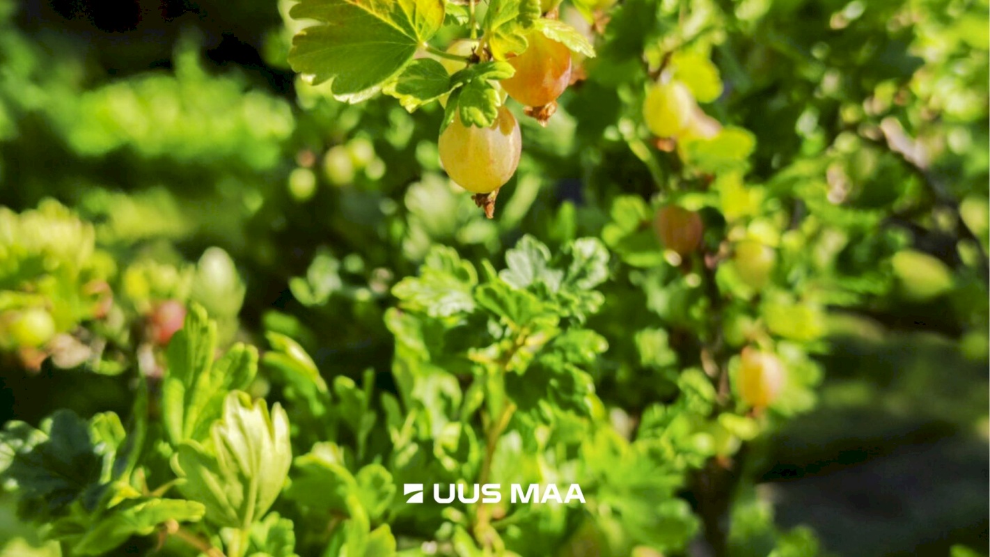 Lääne-Harju vald, Tuulna küla, Nelgi 31