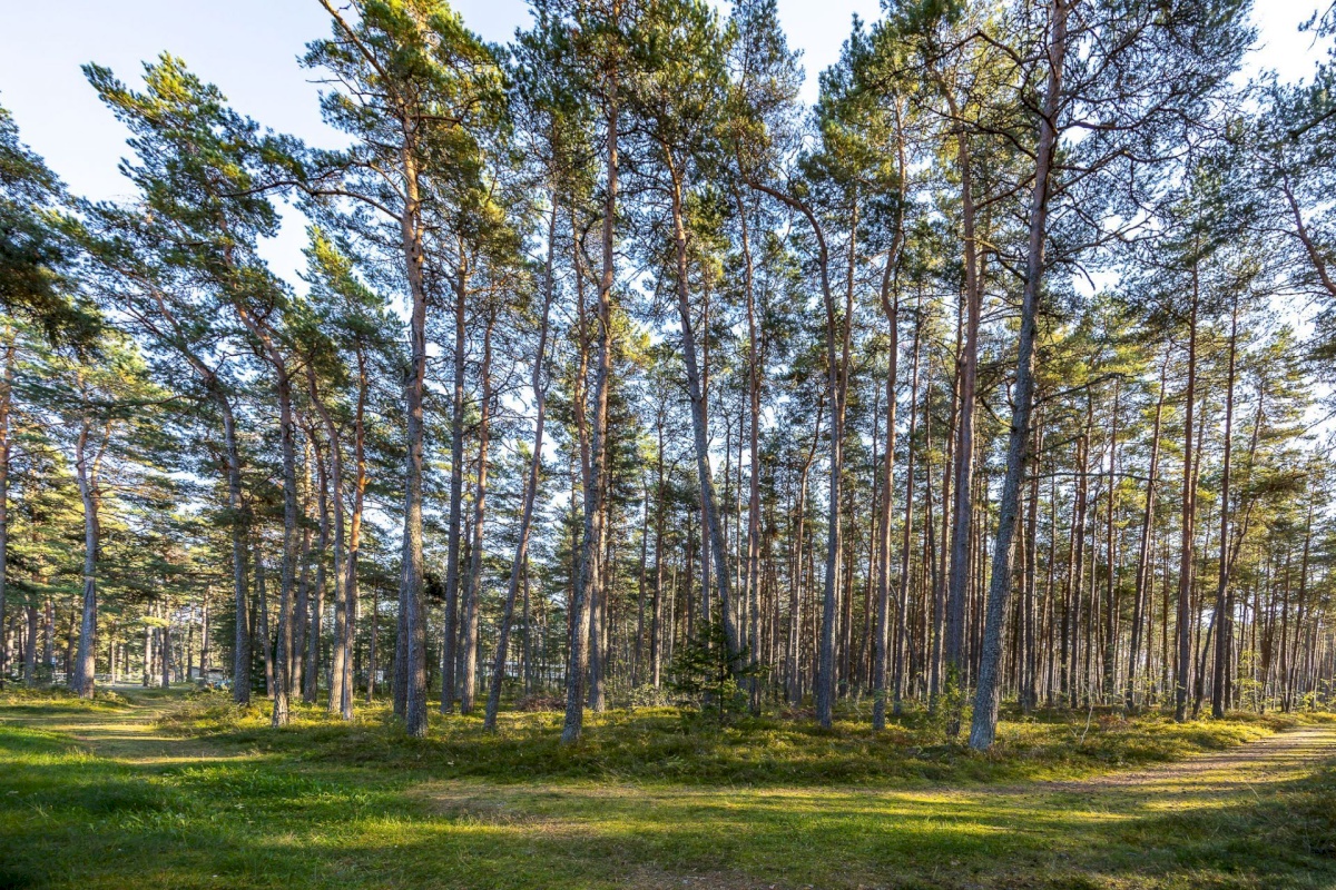 Jõelähtme vald, Ihasalu küla, Ihasalu tee 15