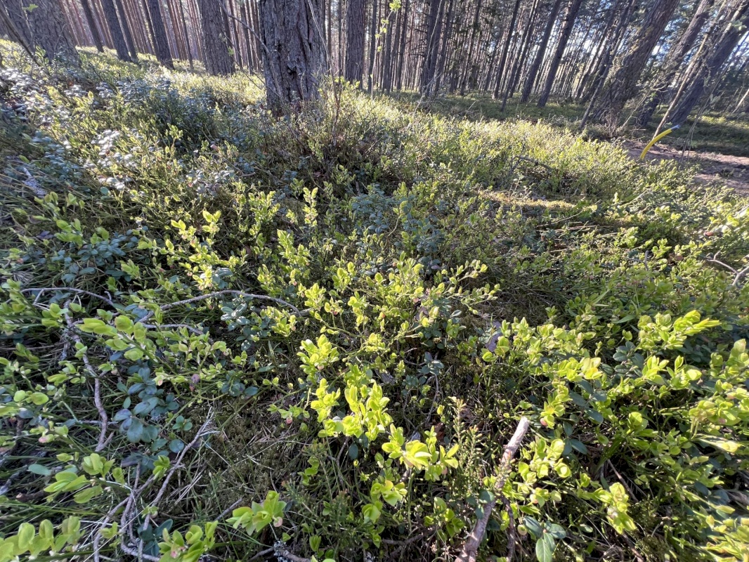 Jõelähtme vald, Ihasalu küla, Ihasalu tee 15