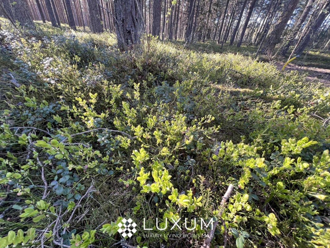 Jõelähtme vald, Ihasalu küla, Ihasalu tee 15