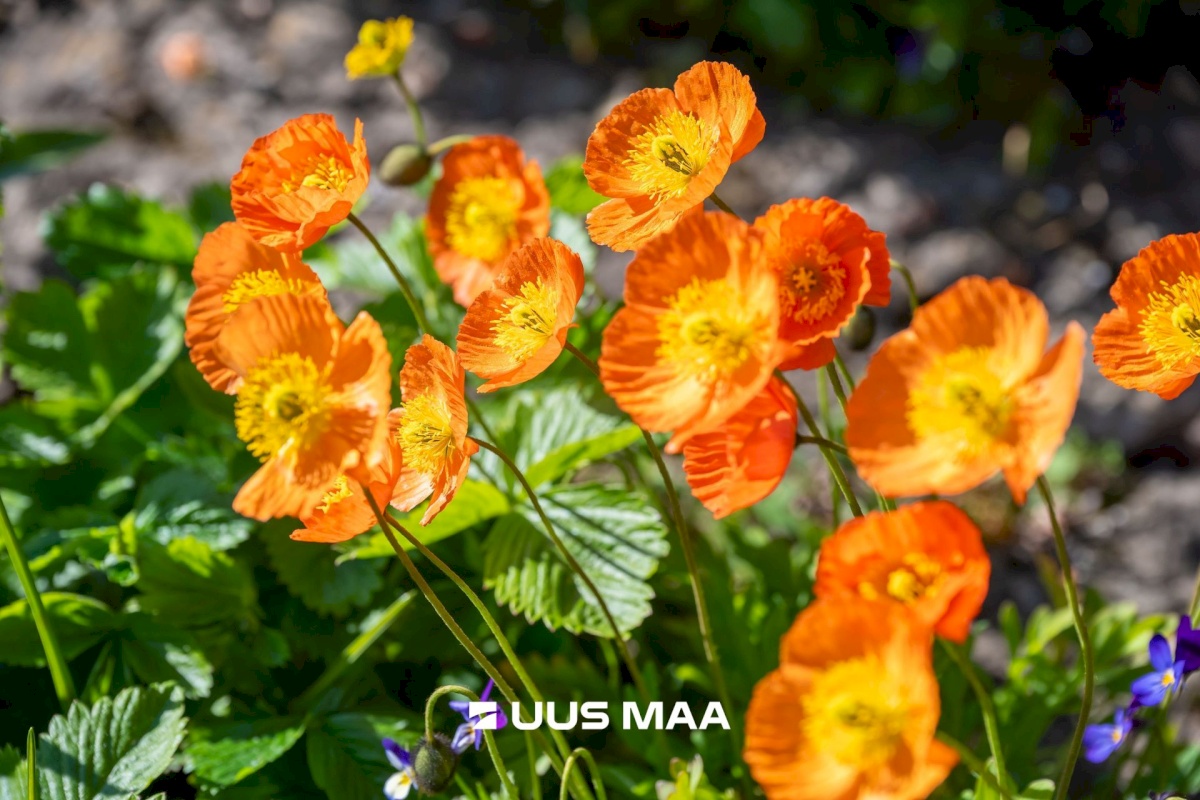 Jõelähtme vald, Aruaru küla, Kaemla tee 22