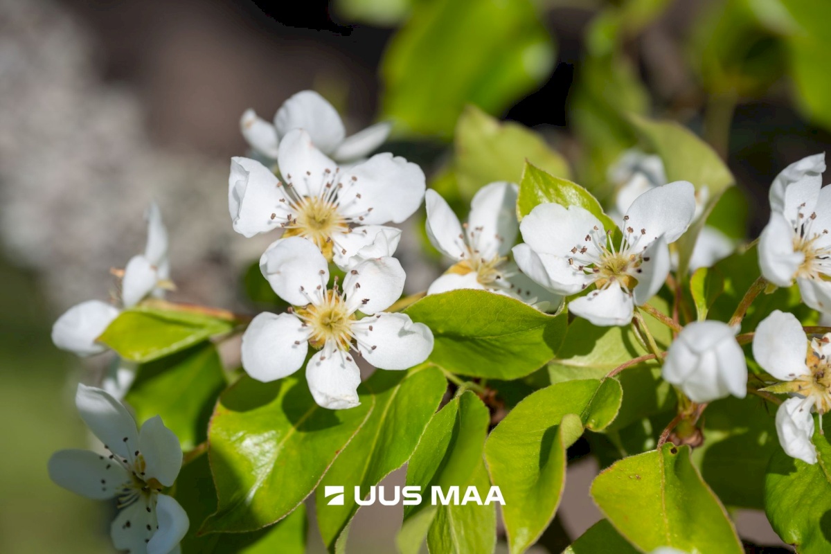 Jõelähtme vald, Aruaru küla, Kaemla tee 22