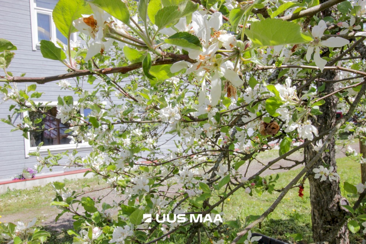 Põhja-Pärnumaa vald, Kergu küla
