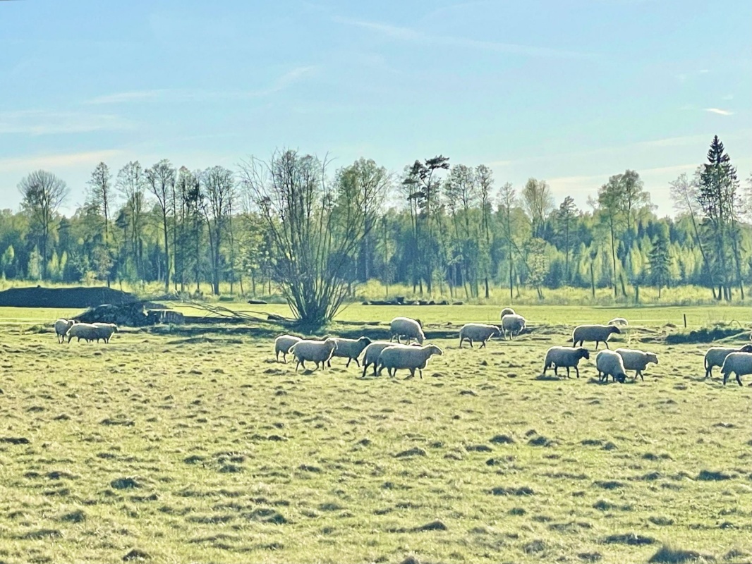 Häädemeeste vald, Massiaru küla, Uue-Tauste