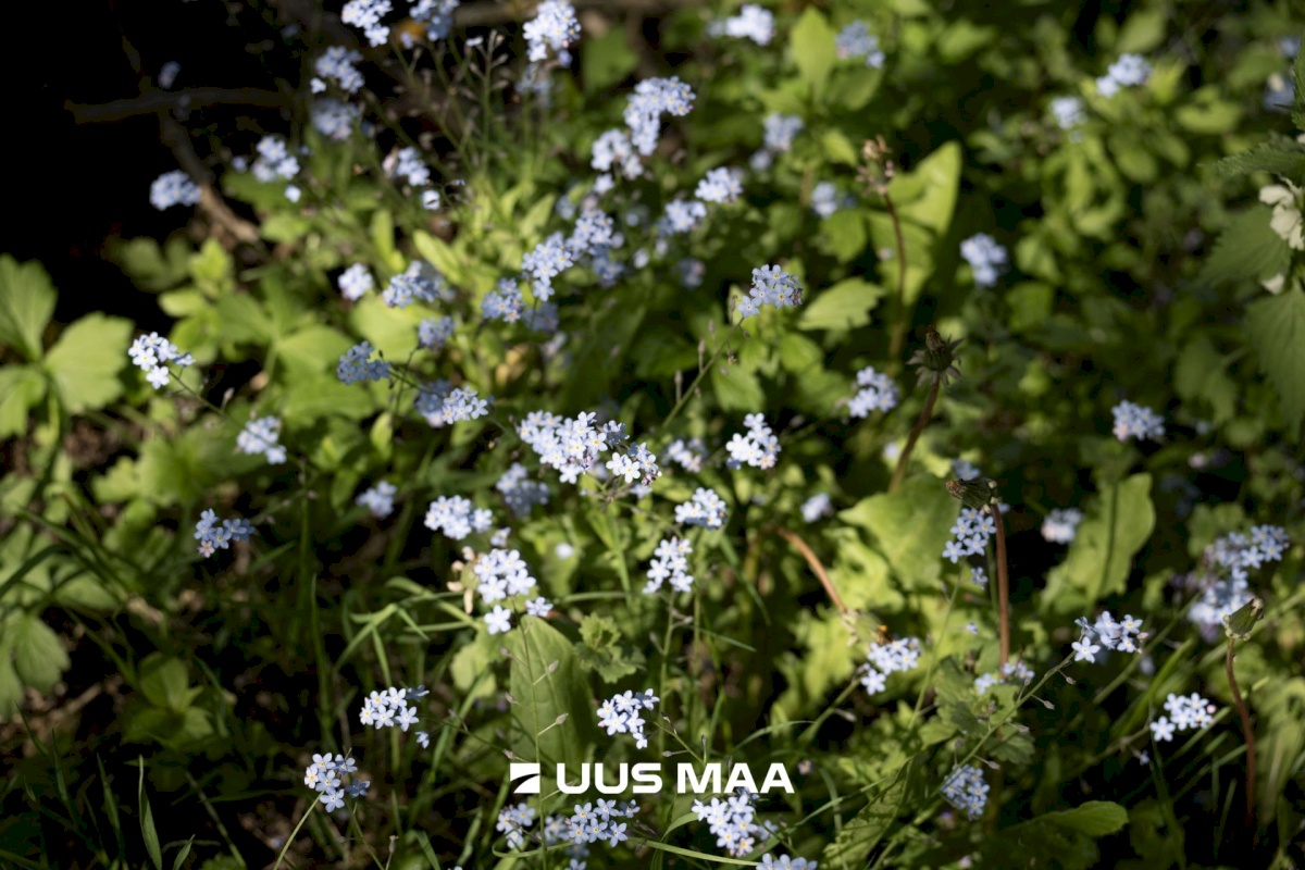 Lääne-Nigula vald, Pälli küla, Haapsalu mnt 1