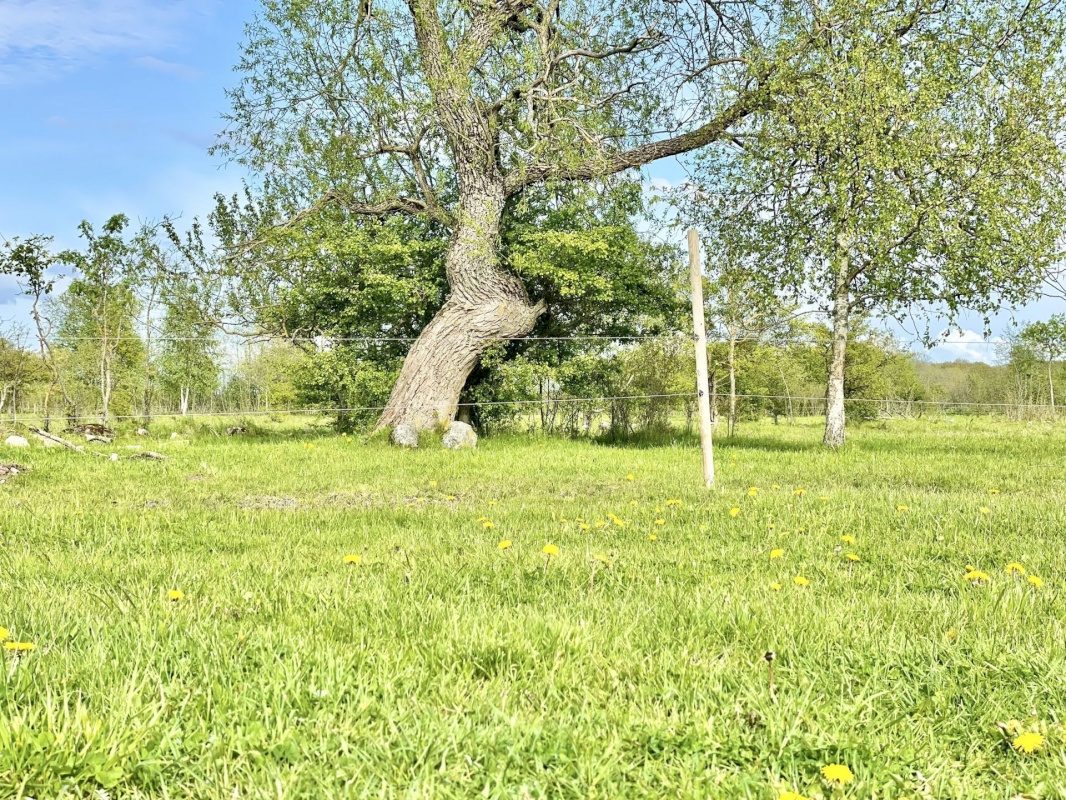 Haapsalu linn, Puise küla