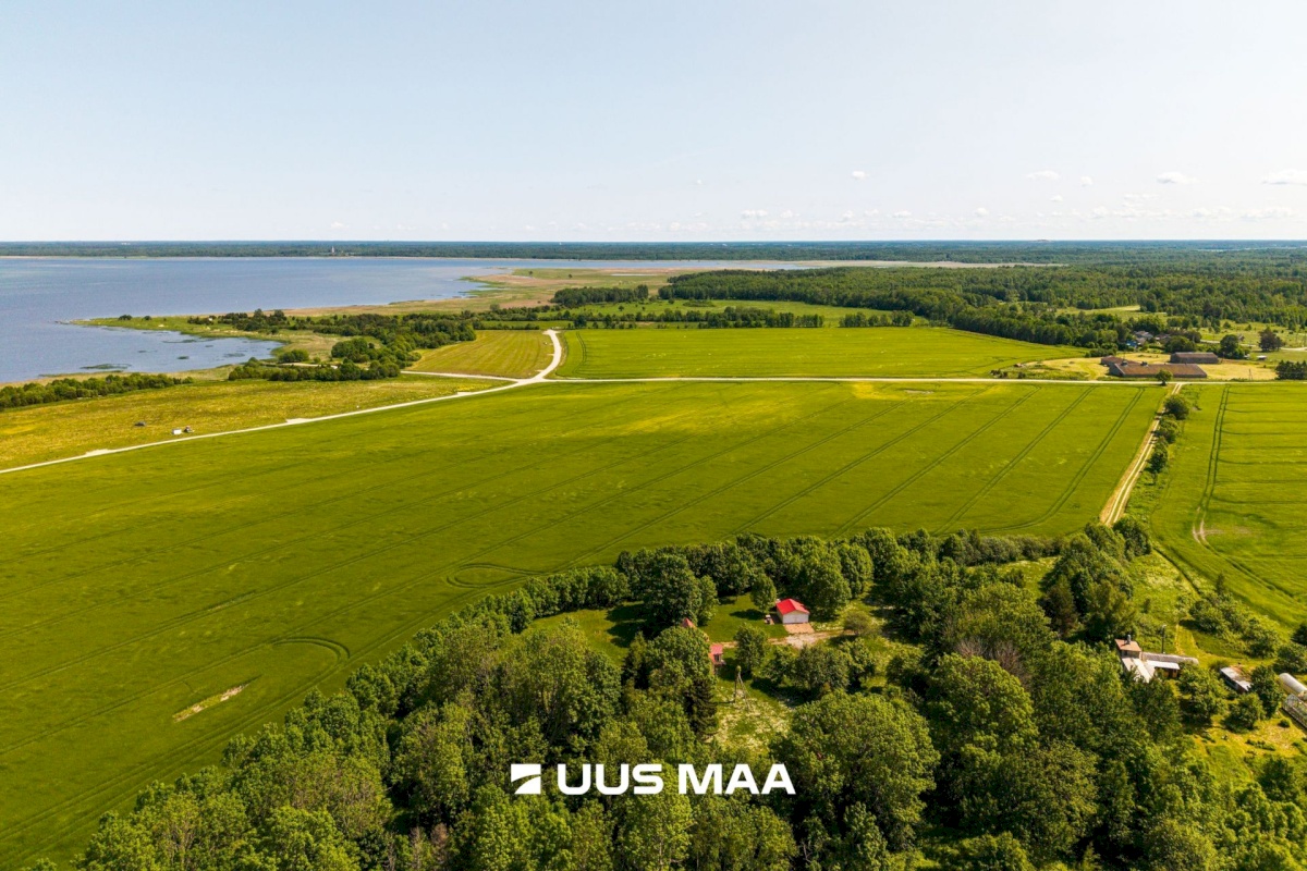 Lääne-Harju vald, Kurkse küla, Saarepuu