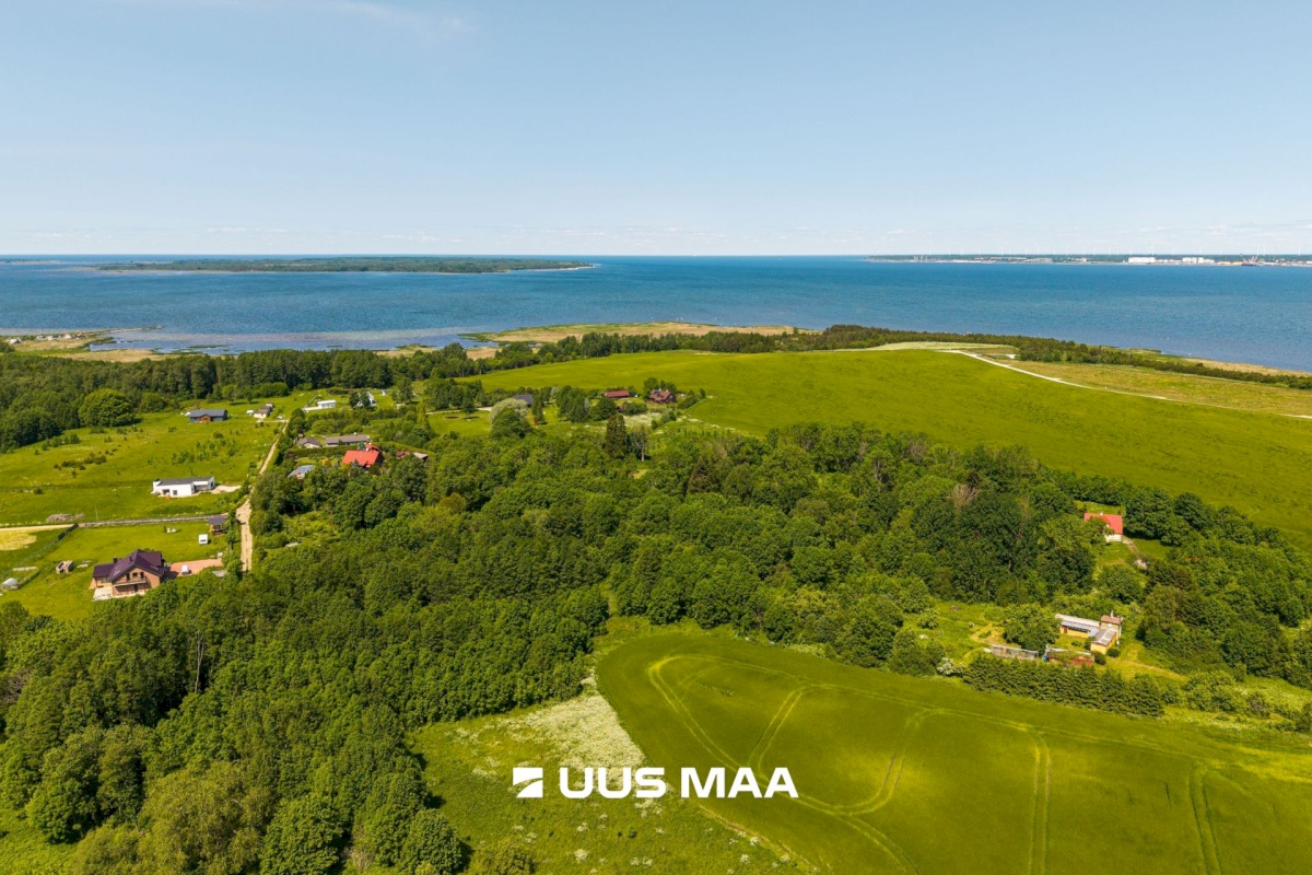 Lääne-Harju vald, Kurkse küla, Saarepuu