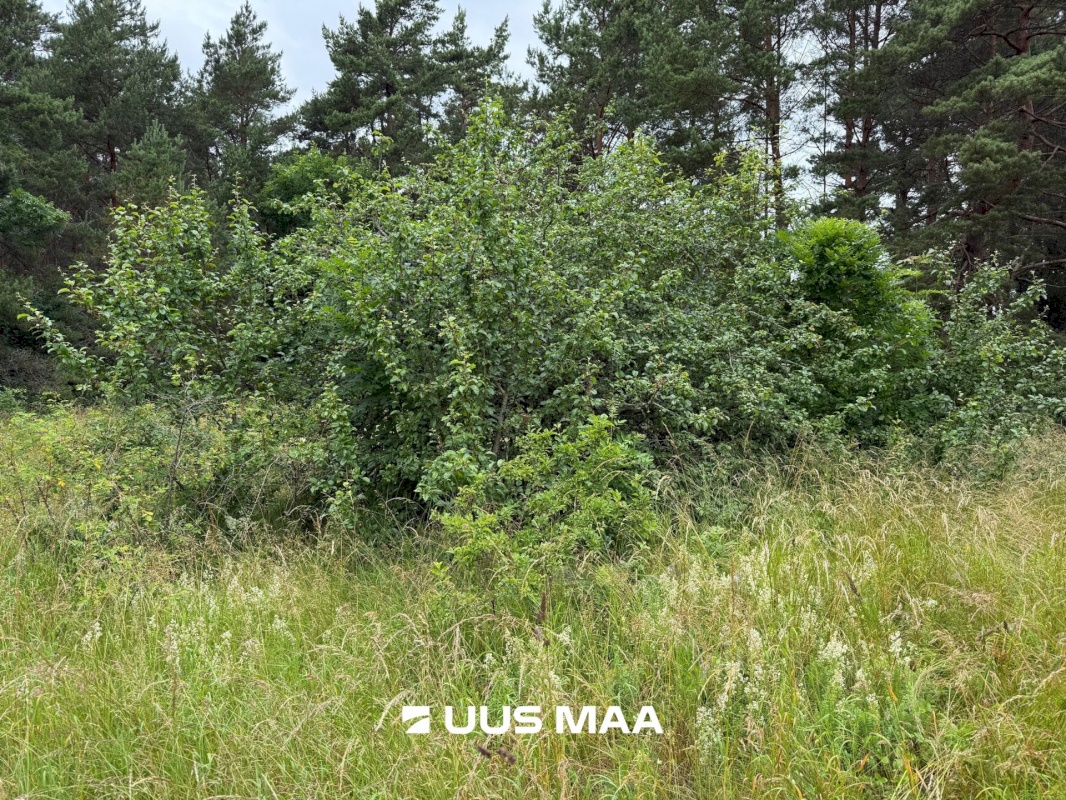 Kihnu vald, Linaküla