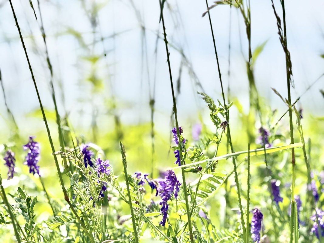 Pärnu linn, Pärnu linn, Mai, Mai 67